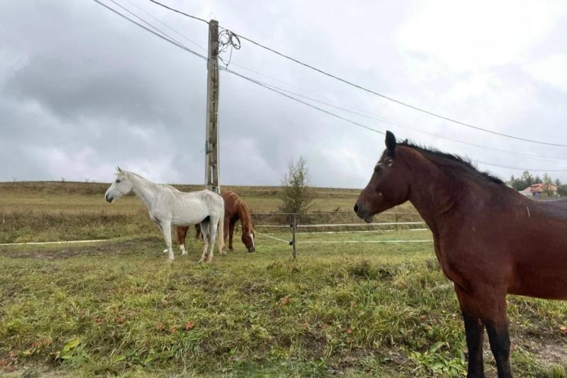 Csíkszereda utcáin éjjelente rendszeresen lovak kóborolnak, felfedezve a város titkos zugait. A hűvös éjszakai levegőben a paták dobogása és a szél susogása adja a ritmust, miközben a lovak szabadon barangolnak, mintha a város éjszakai őrei lennének. Szék